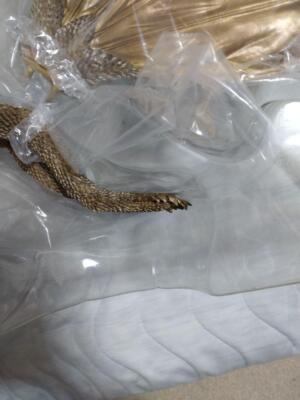 King Ghidorah 1968 figure TOHO Large Monsters Series New